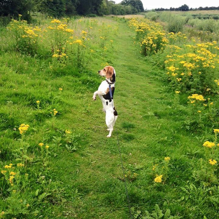 Which dog lead would have helped Fenton's owner?
