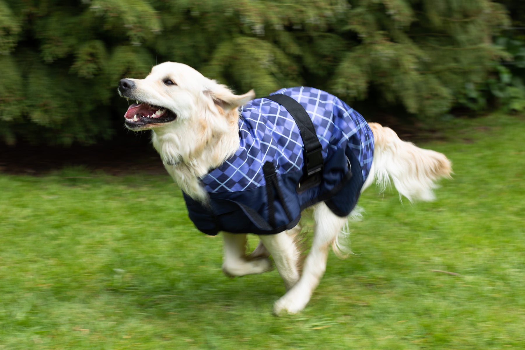 Is Milk Thistle Good For Protecting My Dog’s Liver?