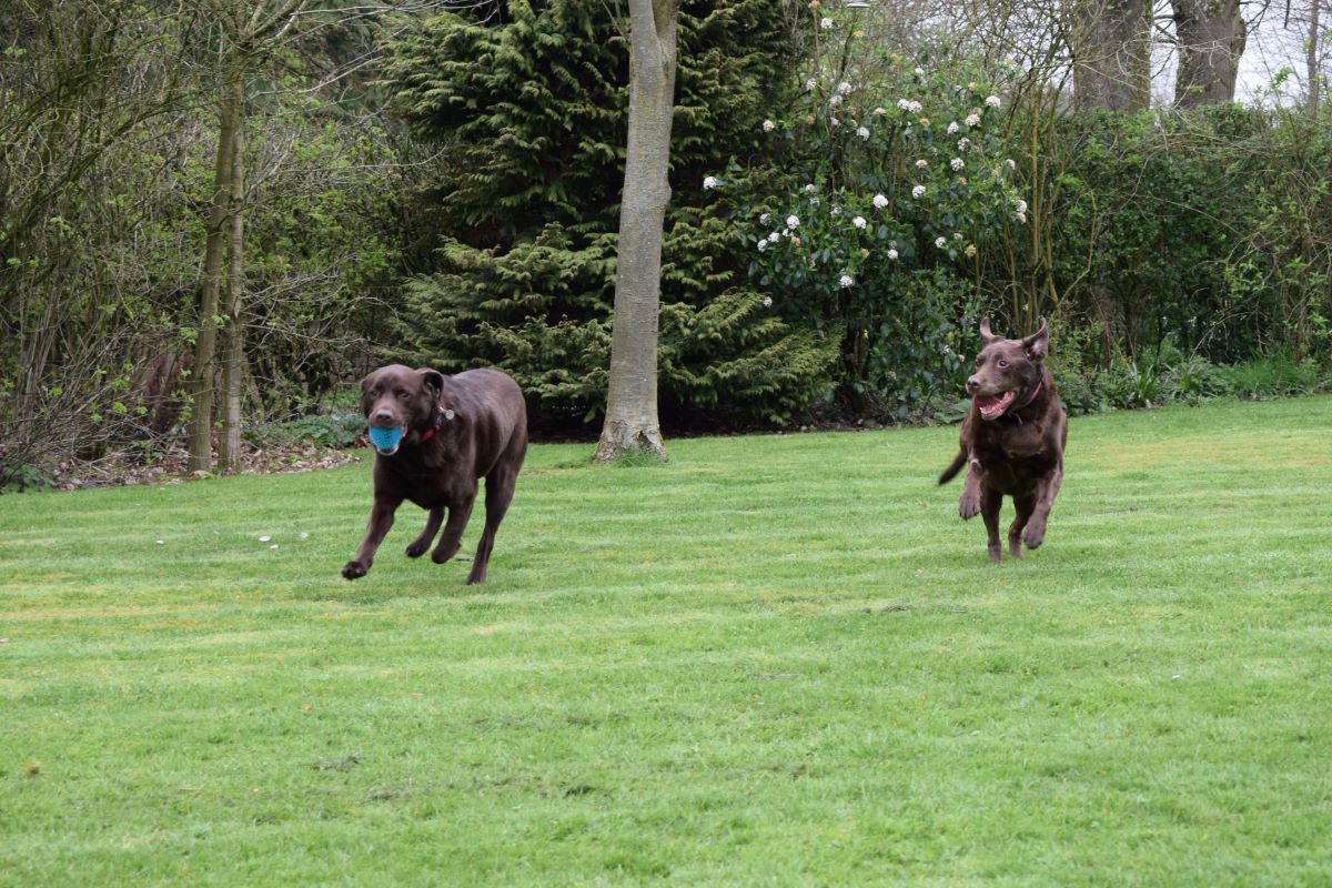 5 reasons to give Collagen to your Dog