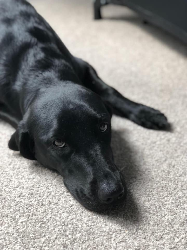 The night before our rescue Labrador dog Boo arrived…
