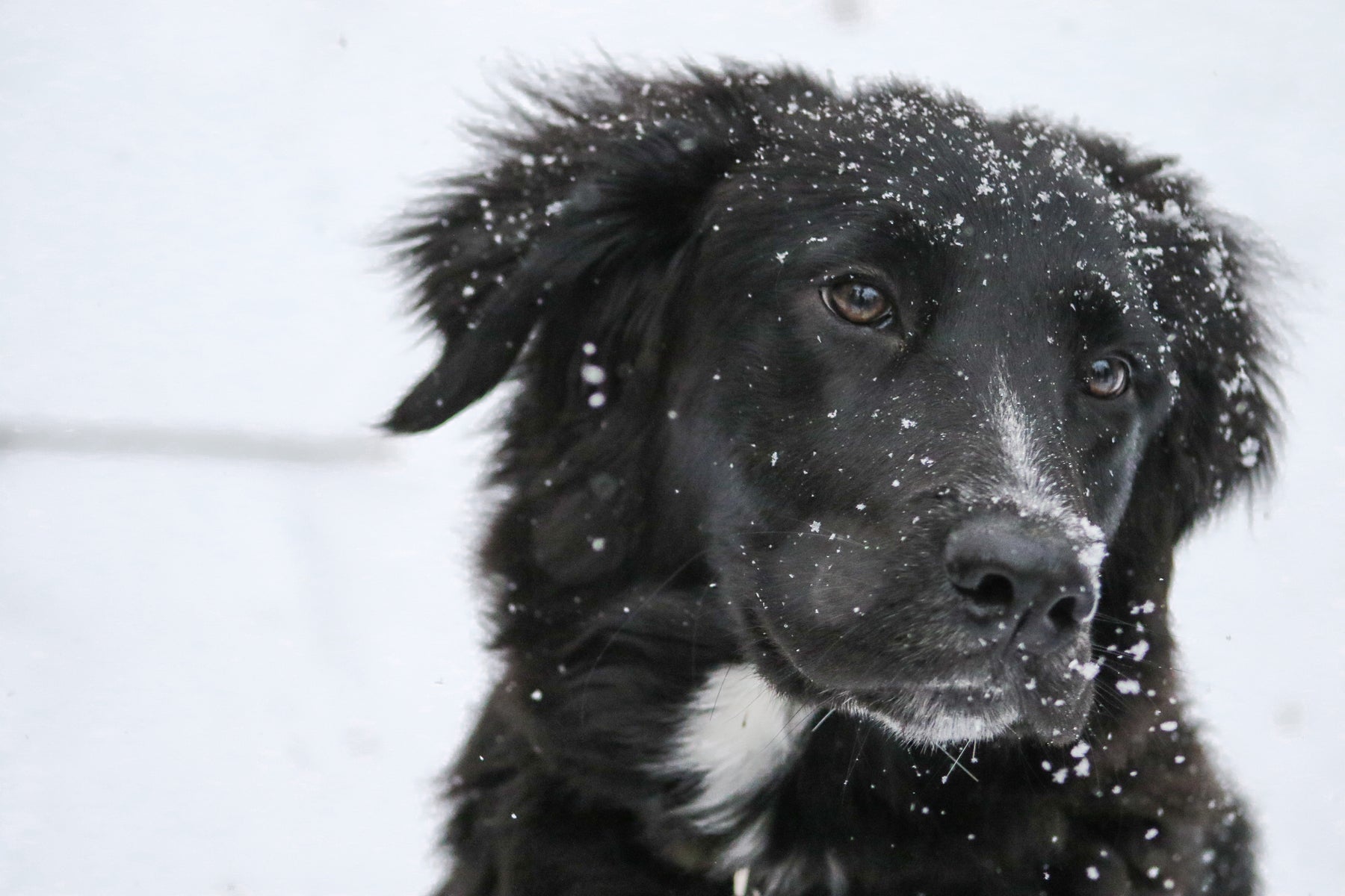 Do Dogs feel the Cold?