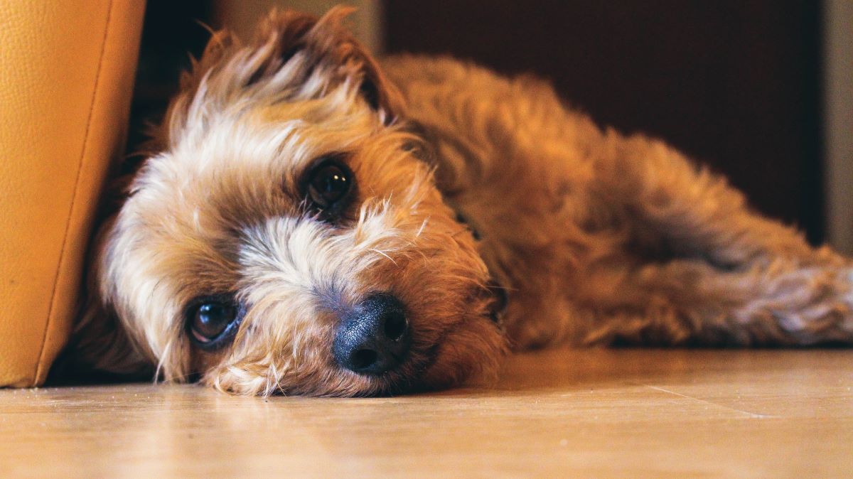 Is Melatonin Safe for Dogs?