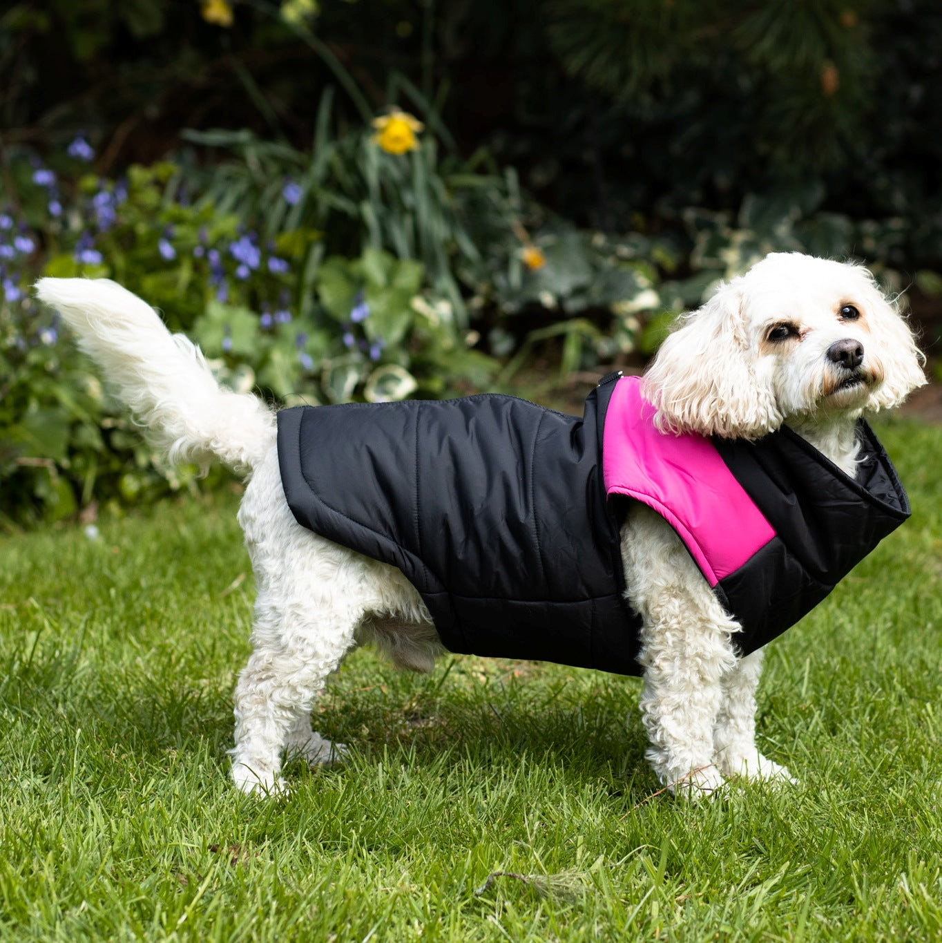 Dogs feel the cold too. 10 Dog Breeds that suffer with cold weather