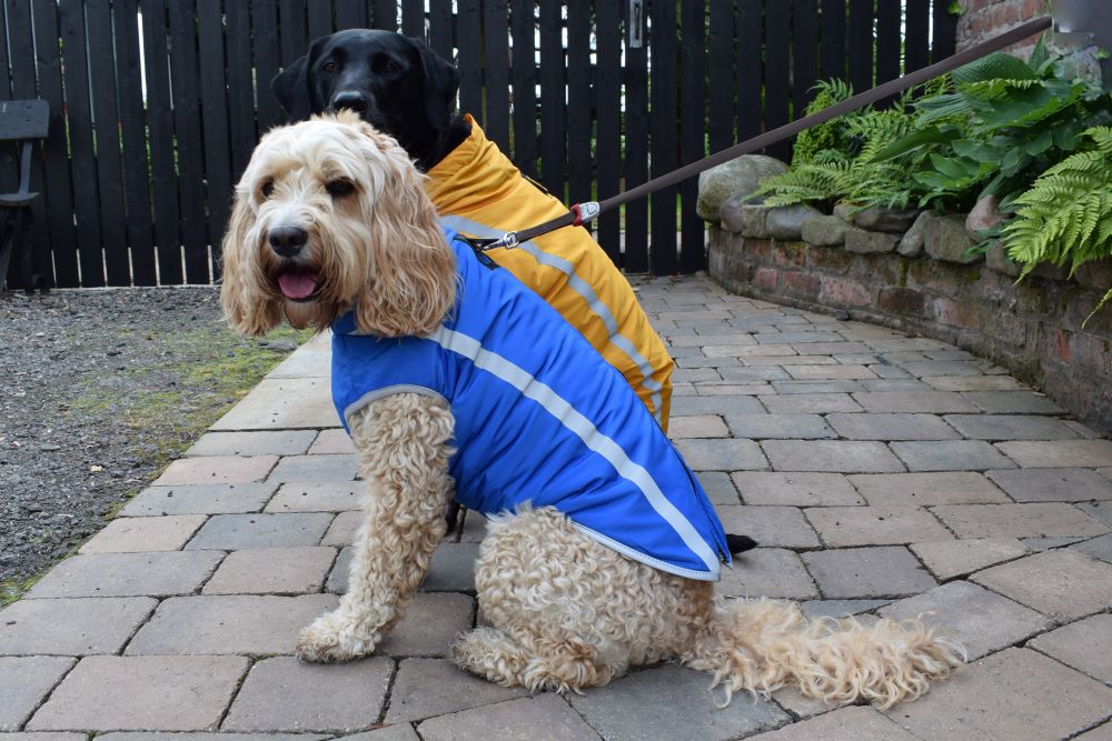 Helping your dog be visible in the dark
