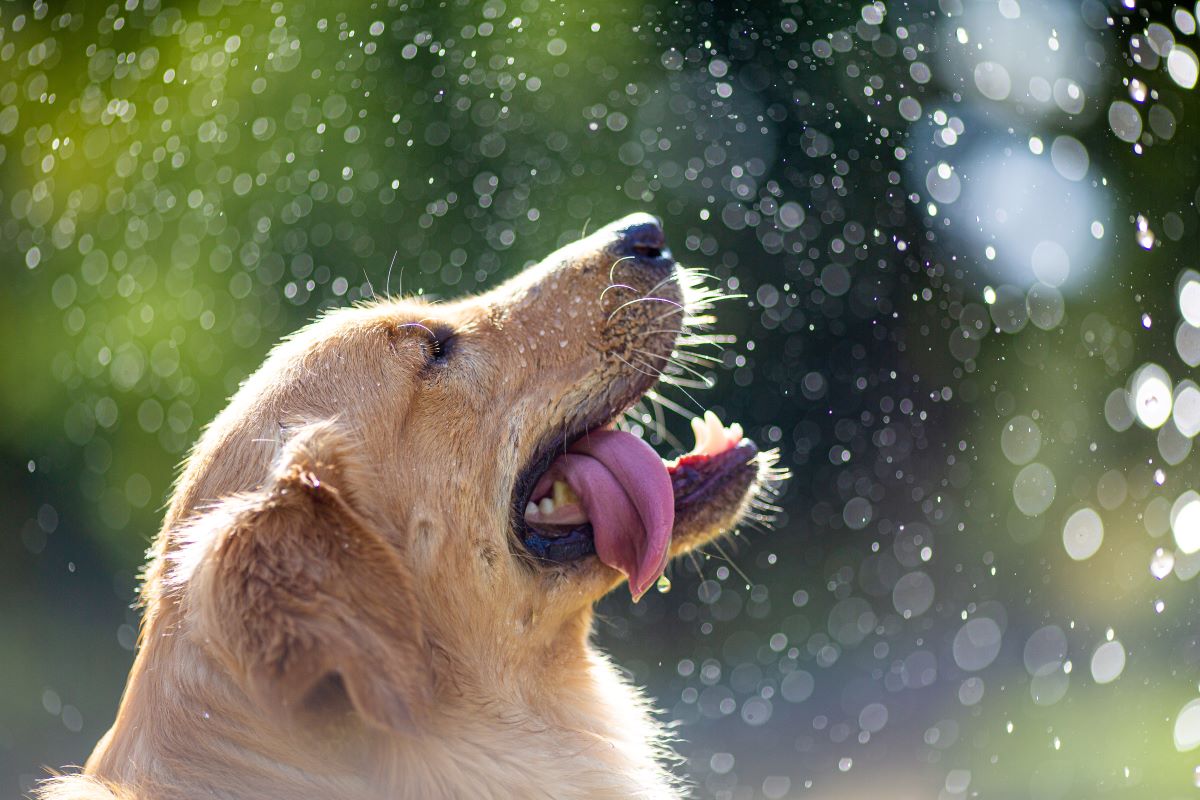 Is Omega-3 Good for My Dog?