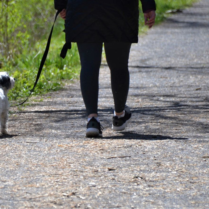 7 Essential Items for your Dog Walk