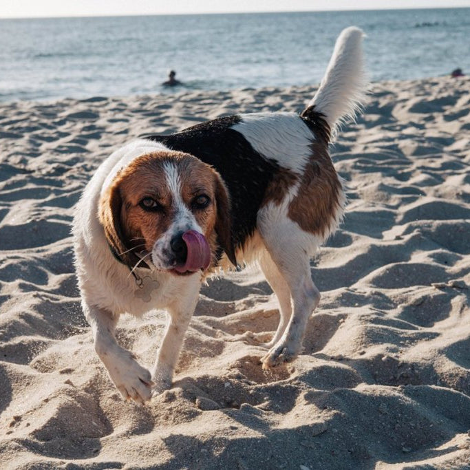 How to keep your dog cool (even on the warmest of days)