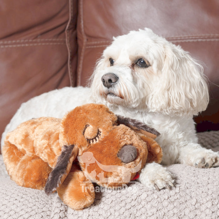 How to introduce a Snuggle Puppy to your dog