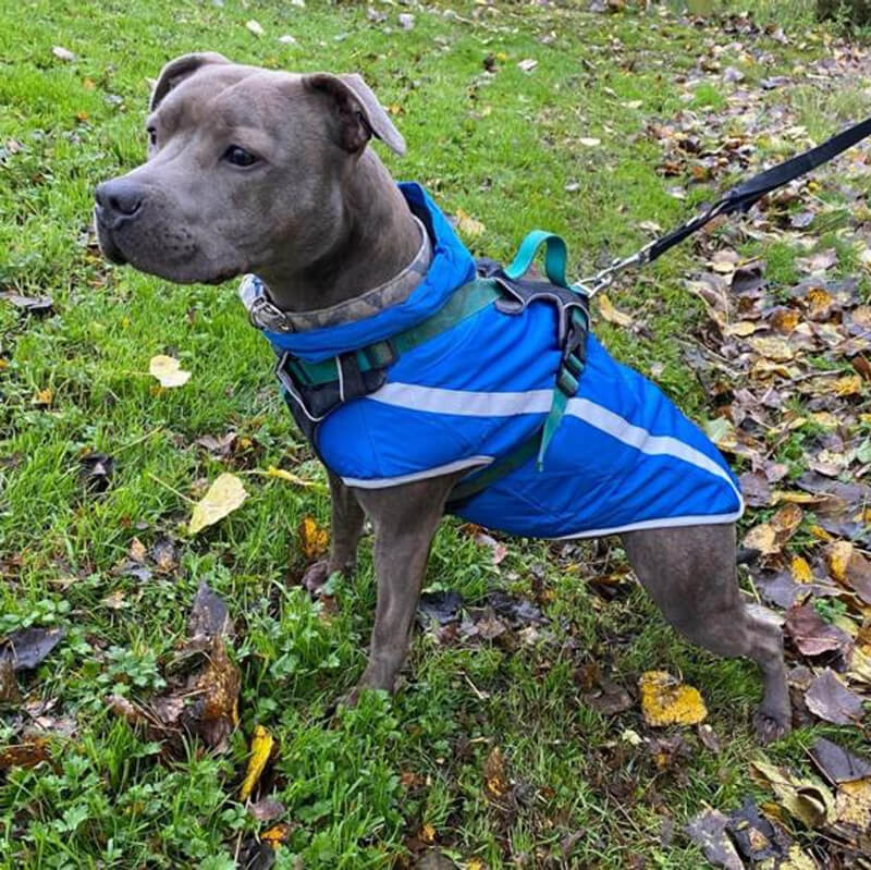 Walksters Fleece Lined Waterproof Dog Coat in Blue