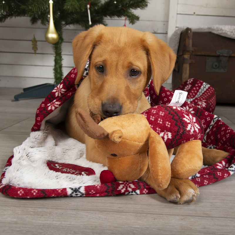 Scruffs Santa Paws Blanket & Reindeer Gift Set in Red