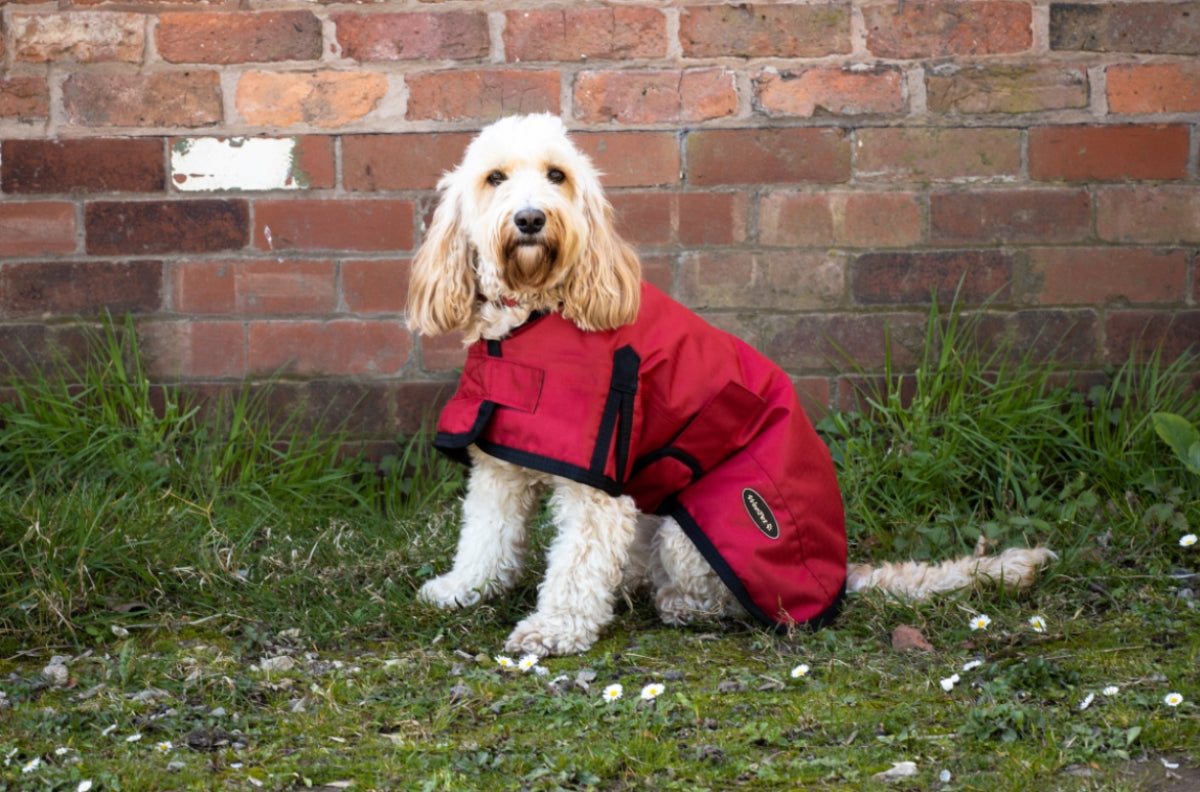 All Seasons Waterproof Dog Coat in Red