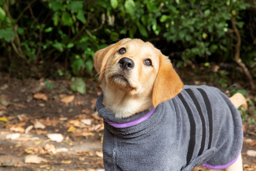 Walksters Microfibre Dog Drying Coat