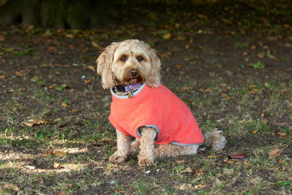 Walksters Dog Fleece Jumper in Soft Orange
