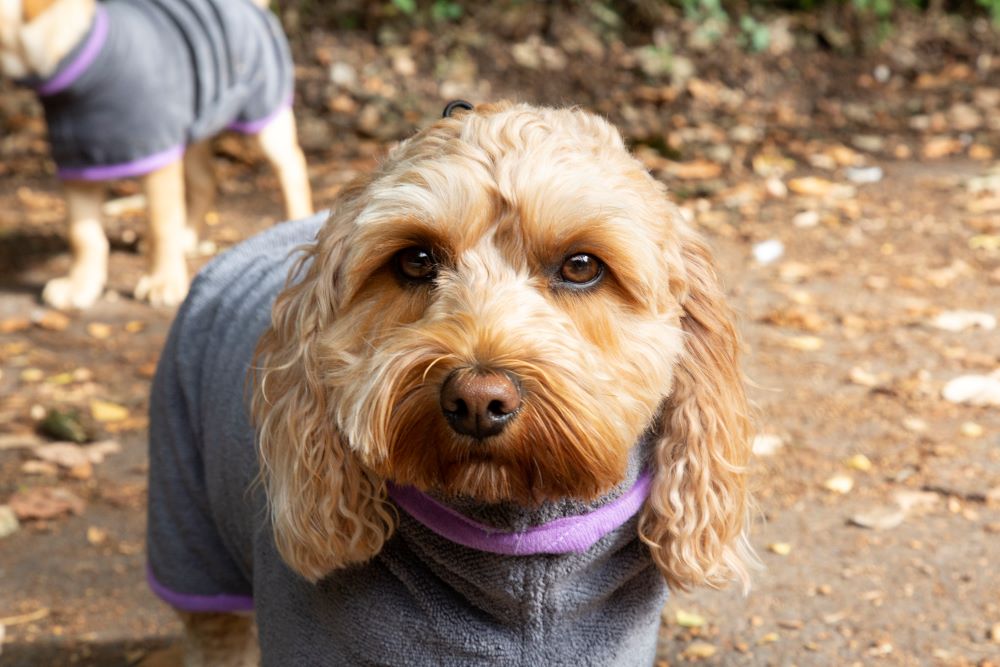 Walksters Microfibre Dog Drying Coat