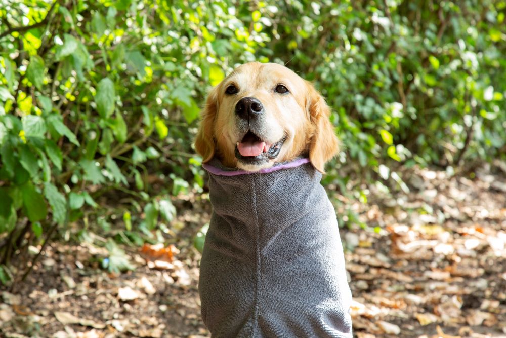 Walksters Microfibre Dog Drying Coat