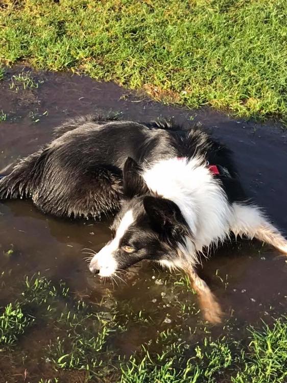 Why dogs love jumping and rolling around in mud