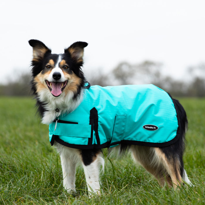 How to measure your dog for a dog coat, and a get a good fit!