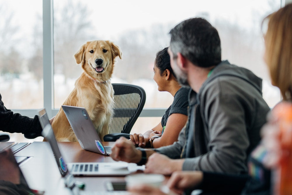 When? How? Who? The what’s what of Take your Dog to Work Day