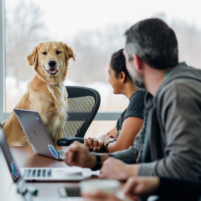 When? How? Who? The what’s what of Take your Dog to Work Day