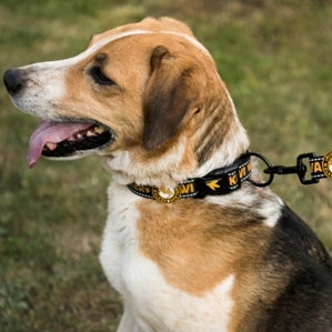 When should I change my dog’s collar?