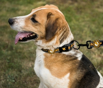 How should you place a prong collar on a dog wag quiz deals