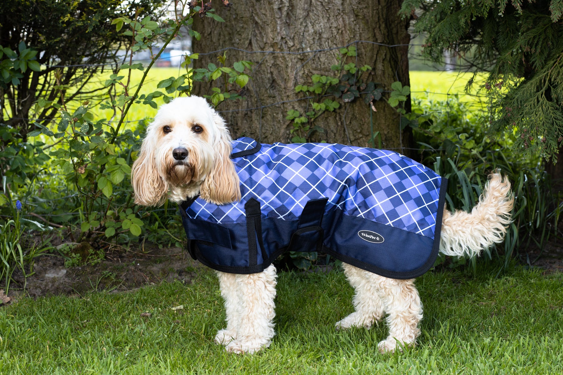 Does your dog need a dog coat?