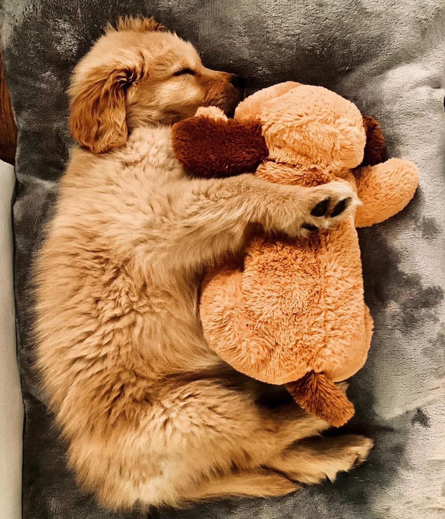 Helping your puppy dog sleep at night