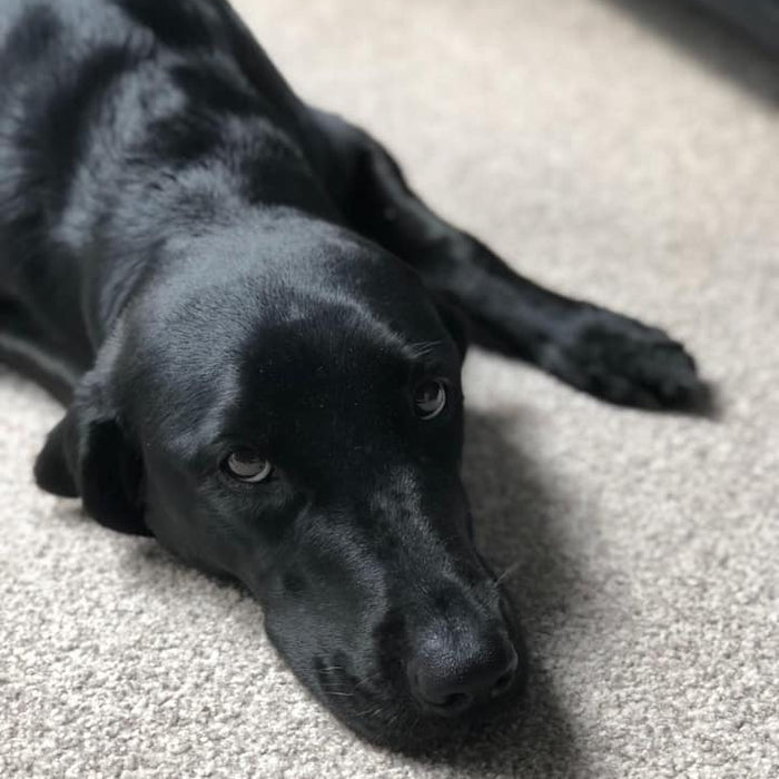 The night before our rescue Labrador dog Boo arrived…
