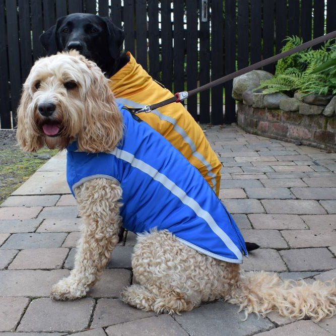 Helping your dog be visible in the dark