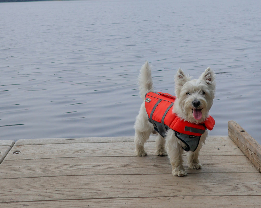 Do dogs really need life jackets?