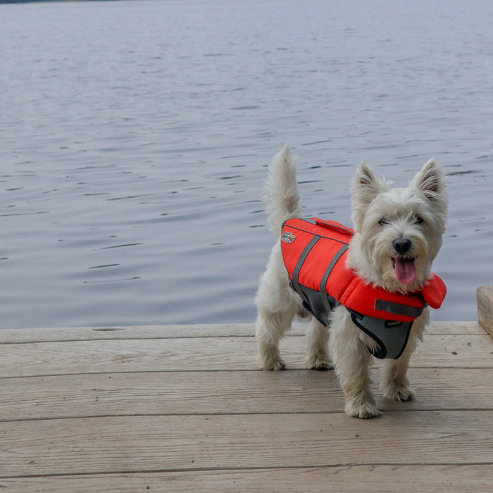 Do dogs really need life jackets?