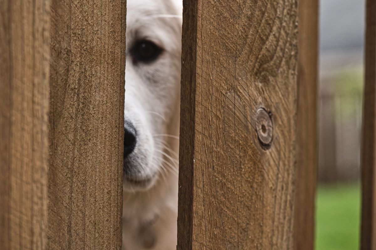 How To Reduce Dog Separation Anxiety? Help Change Their Routine!