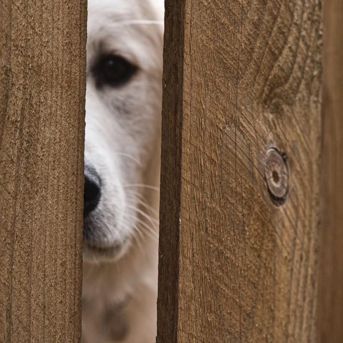 How To Reduce Dog Separation Anxiety? Help Change Their Routine!
