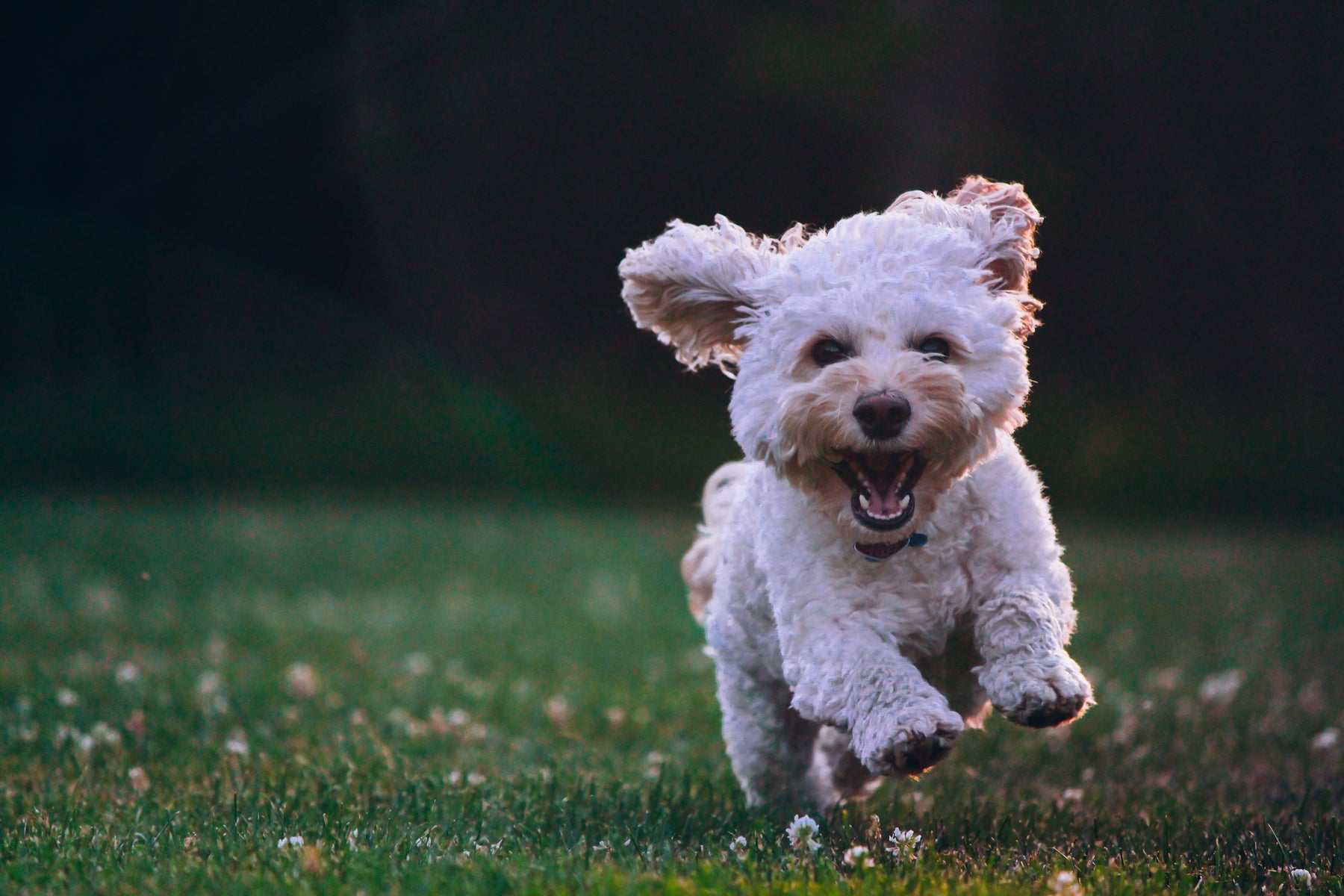 Socialising your Dog again after lockdown