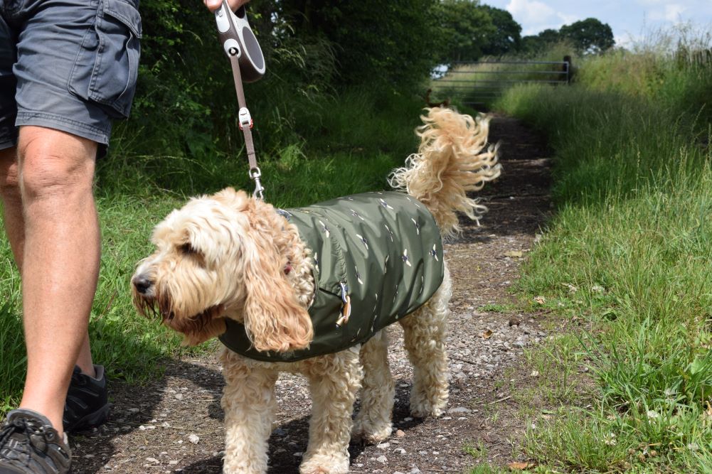 Dog coats for the Summer versus the Winter