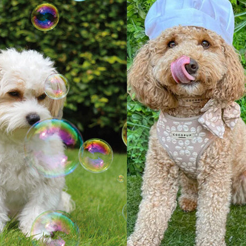 Introducing Meaty Bubbles: The Ultimate Pet Enrichment Tool for Happy and Healthy Pets