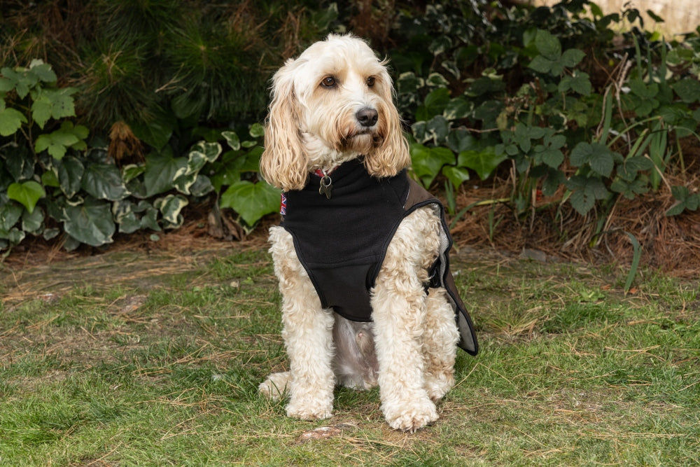 Looking for a Dog Coat that covers your dog’s underbelly?