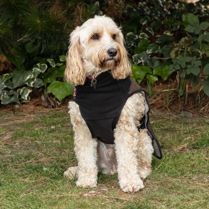 Looking for a Dog Coat that covers your dog’s underbelly?