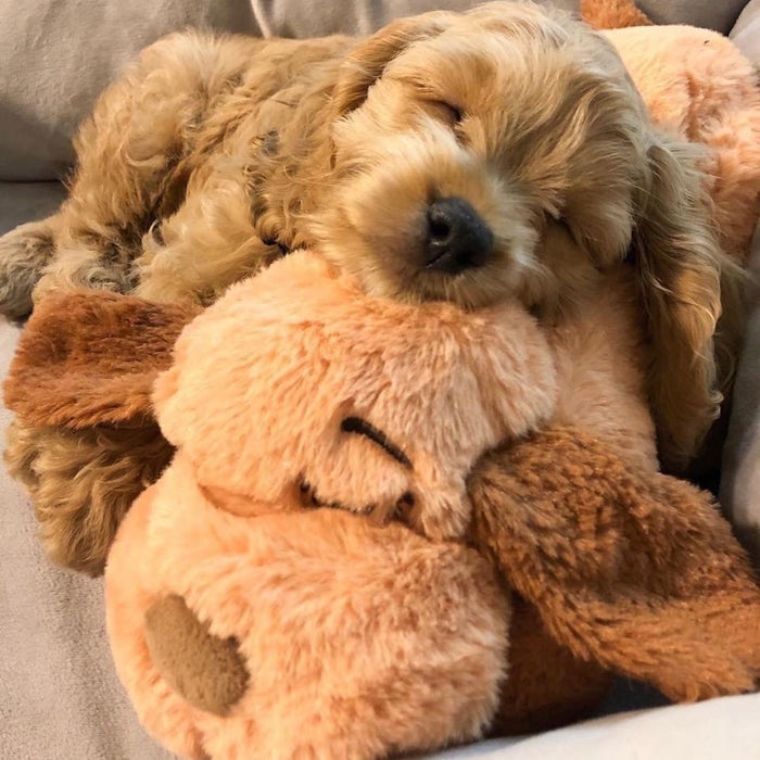 How to prepare for a new puppy coming home