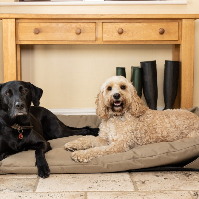 What to look for when choosing a new dog bed