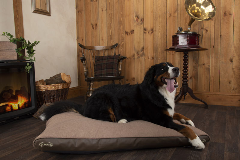 Scruffs Orthopaedic Memory Foam Dog Beds