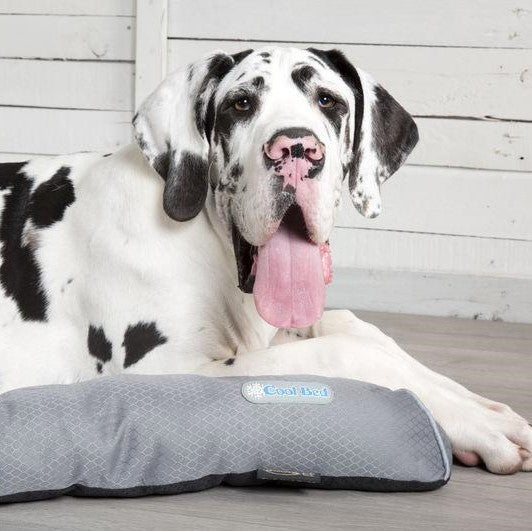 Cooling accessories for dogs