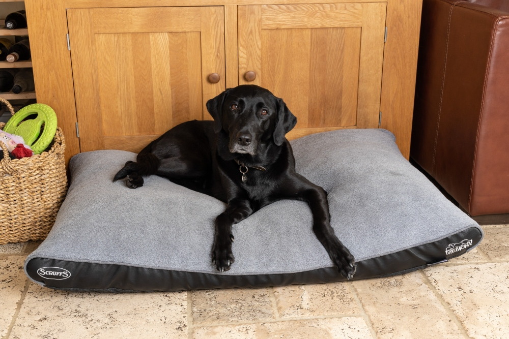 Memory Foam Dog Beds Buy Online Free Delivery Treat Your Dog