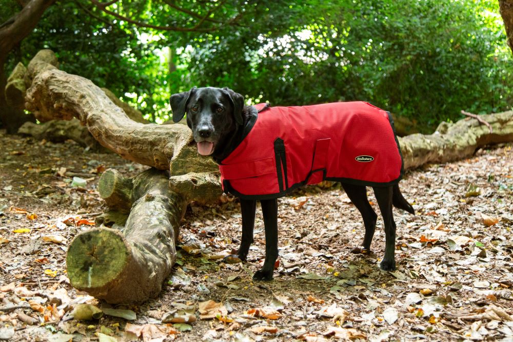 Dog Coats for Labradors
