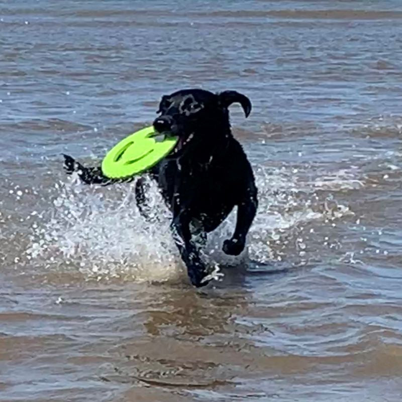 Dog running our of sea with floating frisbee toy