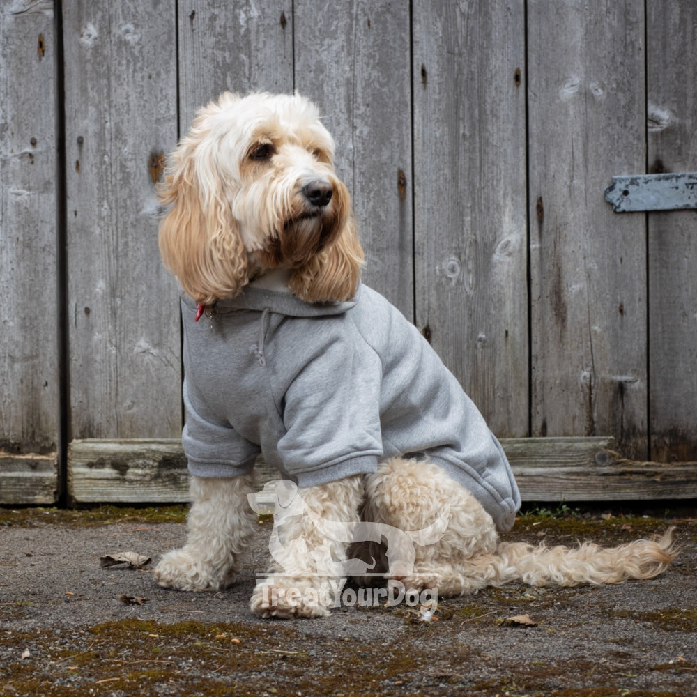 Jumpers & hoodies for dogs