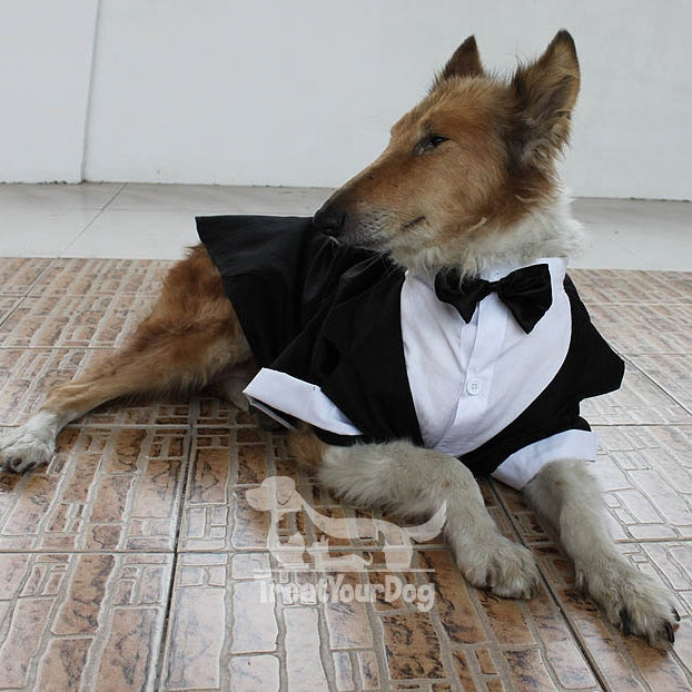 Wedding, Celebration & Christmas Clothing for dogs