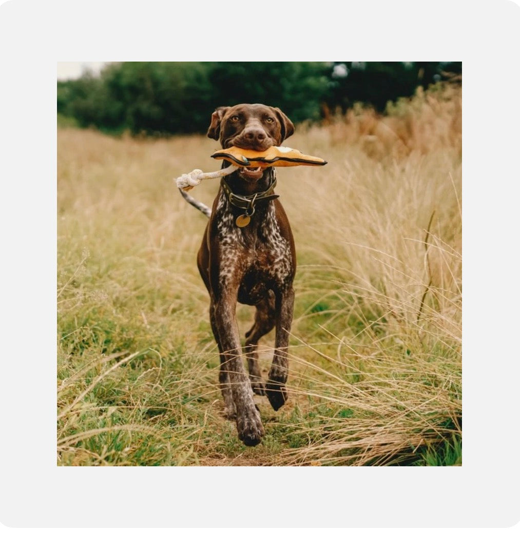 Beco Tough Kangaroo Dog Toy