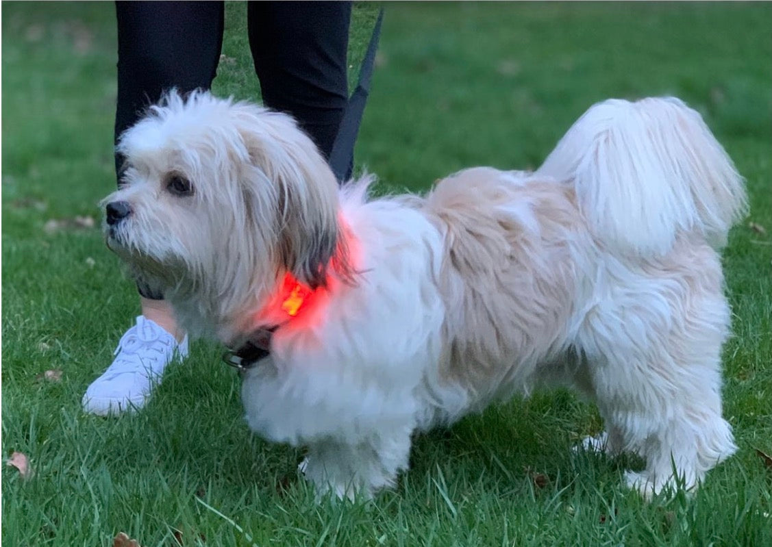 Lilly & Jake LED Collar for dogs