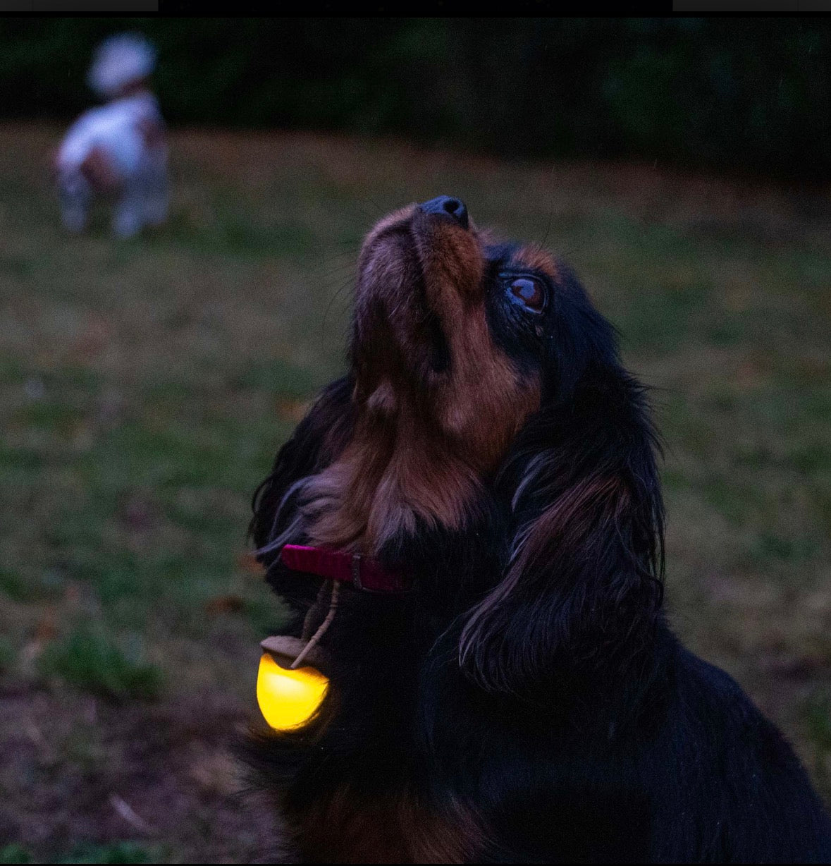 Ancol Re-Chargeable Acorn Blinker. Night Safety.